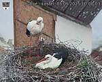 Capi_Dubne_20250505_100003.jpg