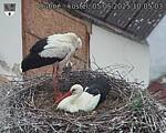Capi_Dubne_20250505_100503.jpg
