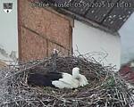 Capi_Dubne_20250505_101003.jpg