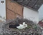 Capi_Dubne_20250505_101503.jpg