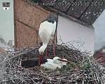 Capi_Dubne_20250505_102002.jpg