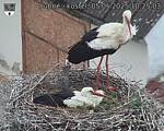Capi_Dubne_20250505_102503.jpg