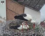 Capi_Dubne_20250505_103002.jpg