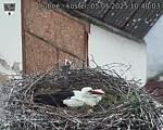 Capi_Dubne_20250505_104003.jpg