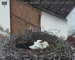 Capi_Dubne_20250505_105003.jpg