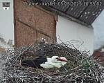 Capi_Dubne_20250505_105502.jpg