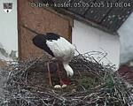 Capi_Dubne_20250505_110004.jpg