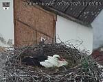 Capi_Dubne_20250505_110503.jpg