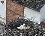 Capi_Dubne_20250505_111003.jpg