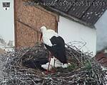 Capi_Dubne_20250505_111503.jpg