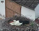 Capi_Dubne_20250505_112004.jpg