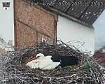 Capi_Dubne_20250505_112503.jpg
