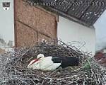 Capi_Dubne_20250505_113003.jpg