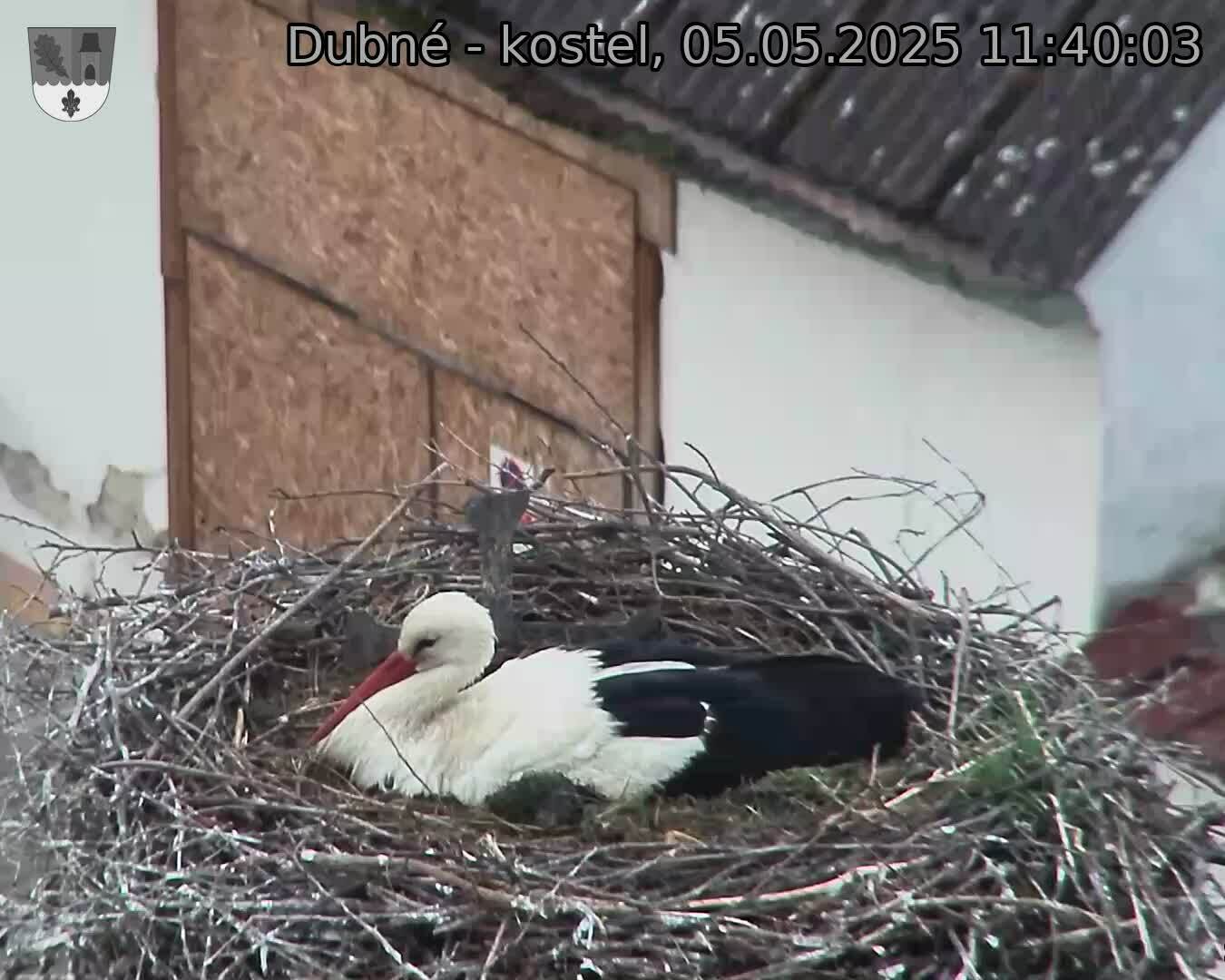 Capi_Dubne_20250505_114003.jpg (1350 x 1080)