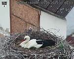 Capi_Dubne_20250505_114003.jpg
