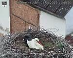 Capi_Dubne_20250505_114503.jpg