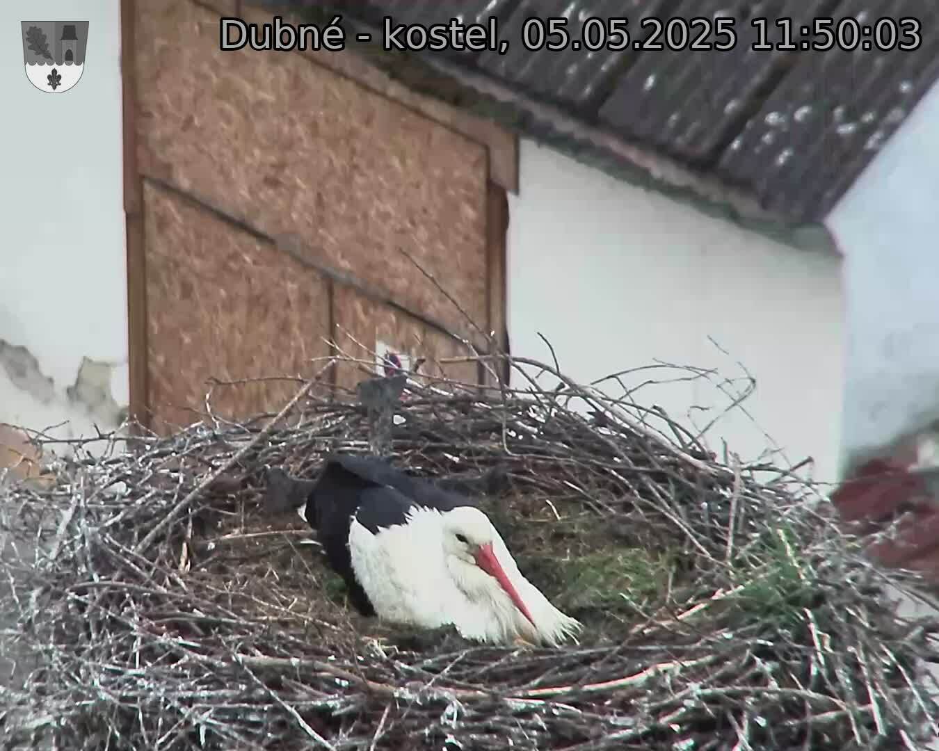 Capi_Dubne_20250505_115003.jpg (1350 x 1080)