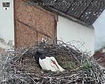 Capi_Dubne_20250505_115003.jpg