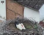 Capi_Dubne_20250505_120003.jpg