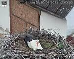 Capi_Dubne_20250505_120503.jpg