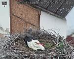 Capi_Dubne_20250505_121003.jpg