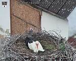 Capi_Dubne_20250505_122004.jpg
