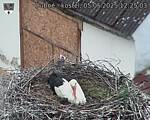 Capi_Dubne_20250505_122503.jpg
