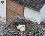 Capi_Dubne_20250505_123003.jpg