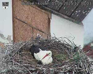 Capi_Dubne_20250505_123003.jpg (1350 x 1080)