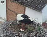 Capi_Dubne_20250505_124003.jpg