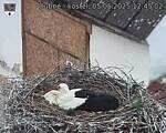 Capi_Dubne_20250505_124502.jpg