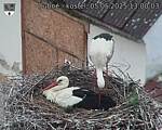 Capi_Dubne_20250505_130003.jpg
