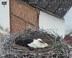 Capi_Dubne_20250505_130503.jpg