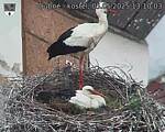 Capi_Dubne_20250505_131003.jpg