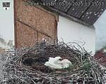 Capi_Dubne_20250505_131503.jpg