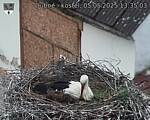 Capi_Dubne_20250505_133503.jpg