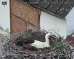 Capi_Dubne_20250505_134003.jpg