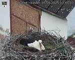 Capi_Dubne_20250505_134503.jpg