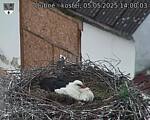 Capi_Dubne_20250505_140003.jpg