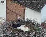 Capi_Dubne_20250505_140503.jpg
