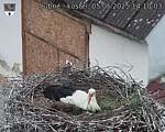 Capi_Dubne_20250505_141003.jpg