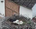 Capi_Dubne_20250505_141503.jpg