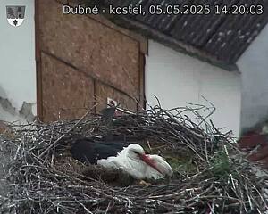 Capi_Dubne_20250505_142003.jpg (1350 x 1080)