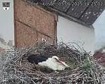 Capi_Dubne_20250505_142502.jpg