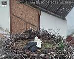 Capi_Dubne_20250505_143004.jpg