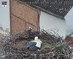 Capi_Dubne_20250505_143503.jpg