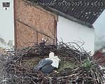 Capi_Dubne_20250505_144003.jpg