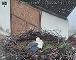 Capi_Dubne_20250505_144503.jpg