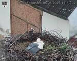 Capi_Dubne_20250505_145002.jpg