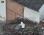 Capi_Dubne_20250505_152503.jpg